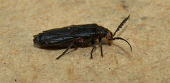 Tytthonyx erythrocephala