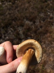 Tylopilus tabacinus