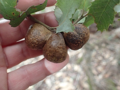 Disholandricus reniformis