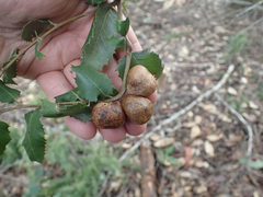 Disholandricus reniformis