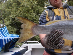 Atractoscion atelodus