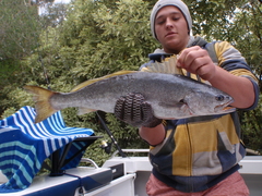 Atractoscion atelodus