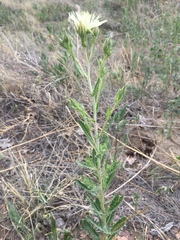 Mentzelia decapetala