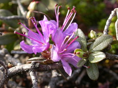 Rhododendron lapponicum