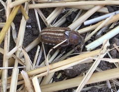 Anoxia australis