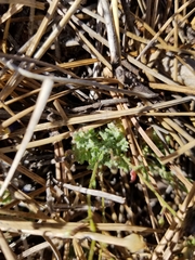 Saltugilia splendens