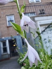 Hosta plantaginea