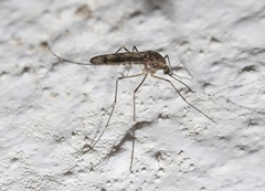 Culiseta incidens