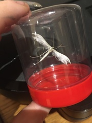 Pterophorus pentadactyla