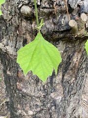 Platanus occidentalis