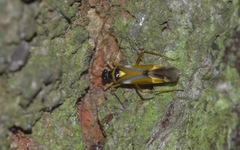 Cyllecoris histrionius