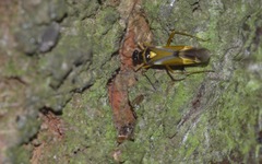 Cyllecoris histrionius