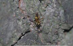 Cyllecoris histrionius