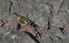 Cyllecoris histrionius