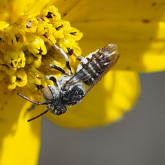 Coelioxys coturnix