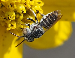 Coelioxys coturnix