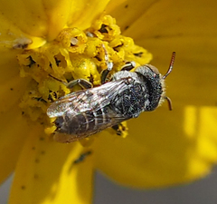 Coelioxys coturnix