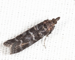 Ortholepis pasadamia