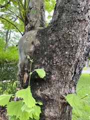 Platanus occidentalis
