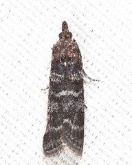 Ortholepis pasadamia
