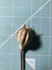 Lilieae