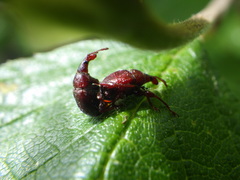 Himatolabus pubescens