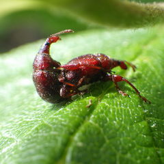 Himatolabus pubescens