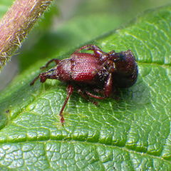 Himatolabus pubescens
