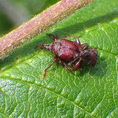 Himatolabus pubescens