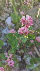 Trifolium hybridum