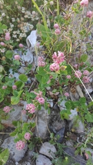 Trifolium hybridum