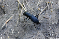 Dromochorus belfragei