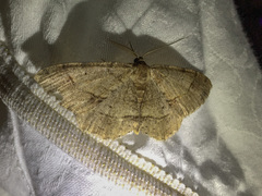 Melanolophia signataria