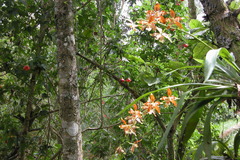 Oncidium luteopurpureum