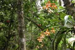 Oncidium luteopurpureum