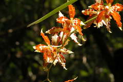 Oncidium luteopurpureum