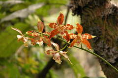 Oncidium luteopurpureum