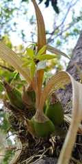 Prosthechea micropus