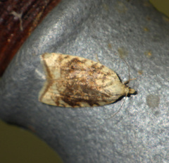 Aleimma loeflingiana