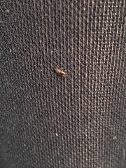 Dermacentor variabilis
