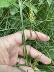 Carex bullata