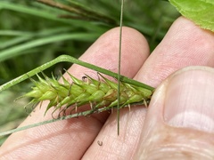 Carex bullata