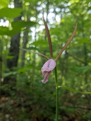 Cleistesiopsis bifaria