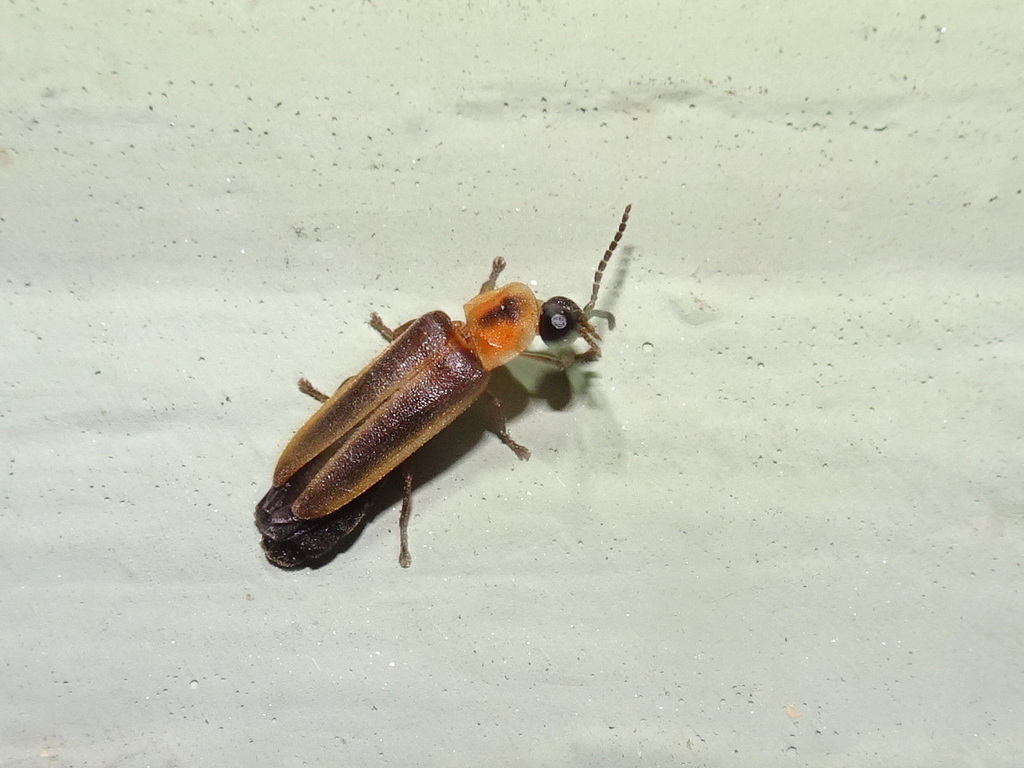 Photinus granulatus