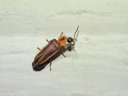 Photinus granulatus