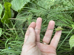 Carex bullata