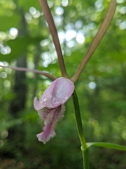 Cleistesiopsis bifaria