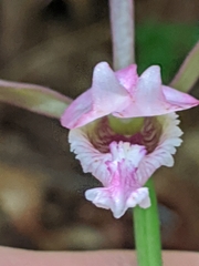 Cleistesiopsis bifaria