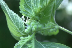 Celticecis celtiphyllia