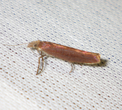 Ypsolopha ustella